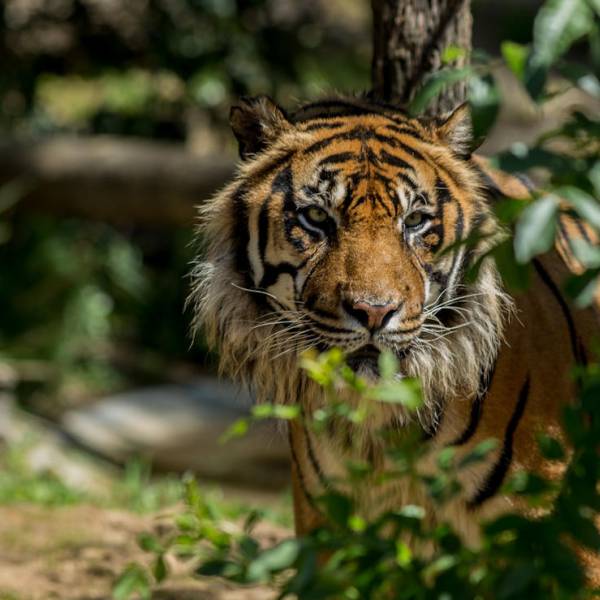 Lisbon Zoo (Jardim Zoológico de Lisboa)